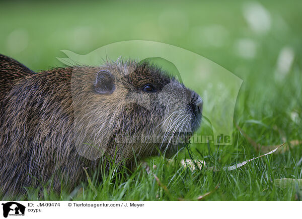 Nutria / coypu / JM-09474