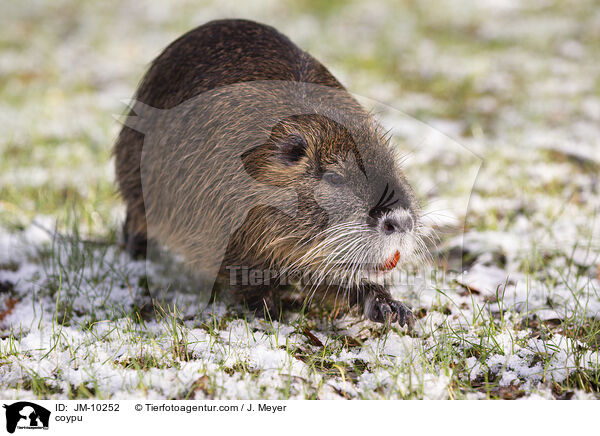 Nutria / coypu / JM-10252