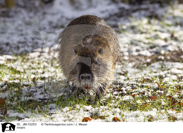 Nutria / coypu / JM-10253