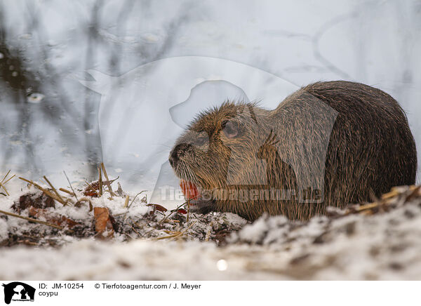 Nutria / coypu / JM-10254