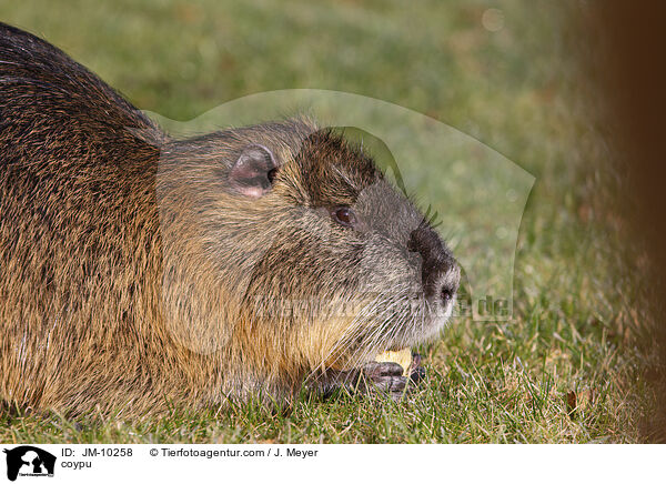 coypu / JM-10258