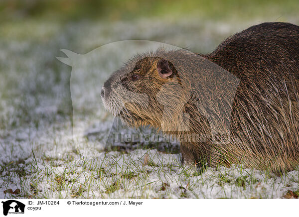 Nutria / coypu / JM-10264