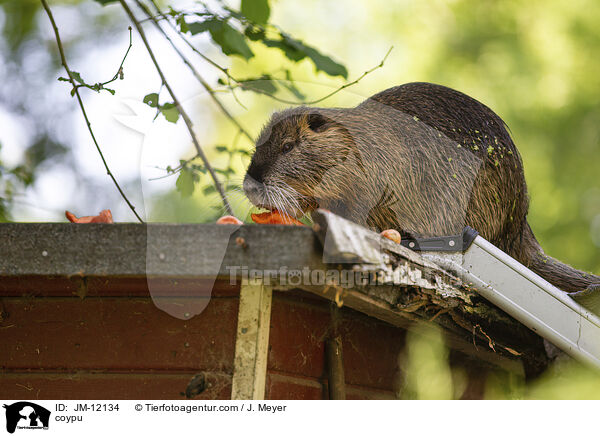 Nutria / coypu / JM-12134