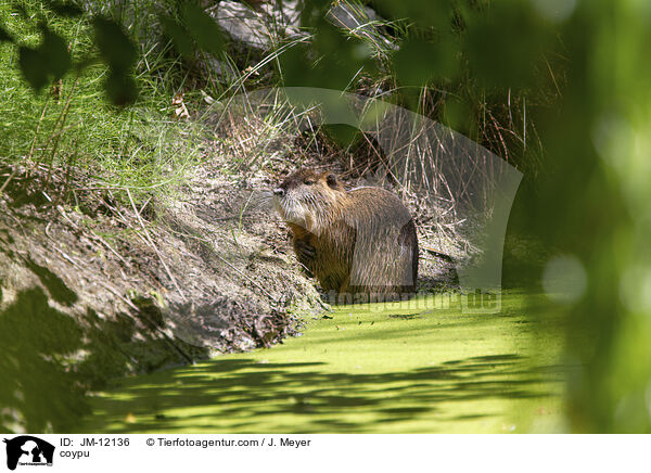 Nutria / coypu / JM-12136