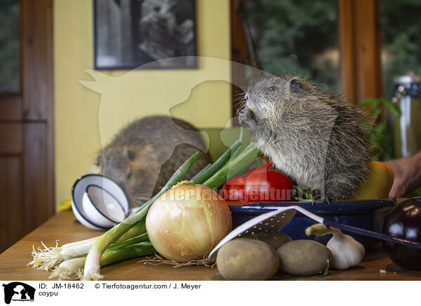 Nutria / coypu / JM-18462