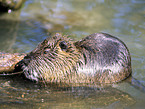 Coypu