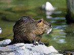 Coypu