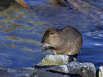 Coypu