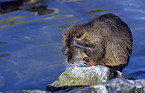 Coypu