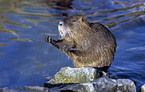 Coypu