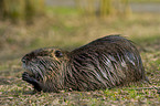 Nutria