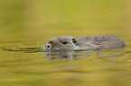 Nutria