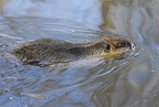 swimming nutria