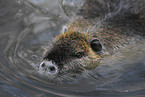 swimming nutria