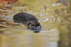 swimming nutria