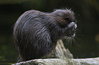 coypu