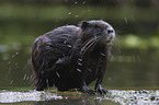 coypu