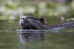 coypu