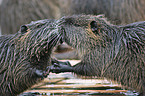 2 coypus