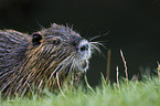 coypu