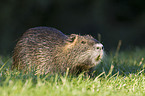 coypu