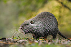 coypu