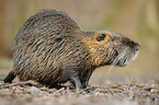 coypu