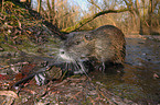 coypu