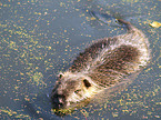 coypu