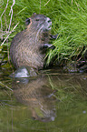 coypu