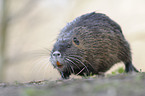 coypu