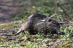 coypu