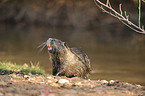 coypu