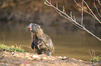 coypu