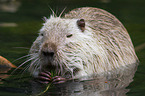 coypu