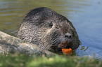 coypu