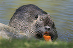 coypu