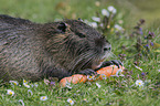 coypu