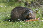 coypu