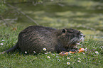 coypu