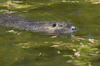 coypu