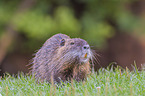 coypu