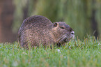 coypu