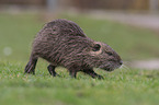 coypu