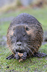 coypu