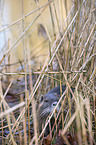 coypu