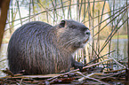 coypu