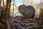 coypu