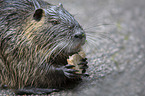 sitting Nutria