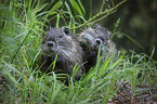 sitting Nutria